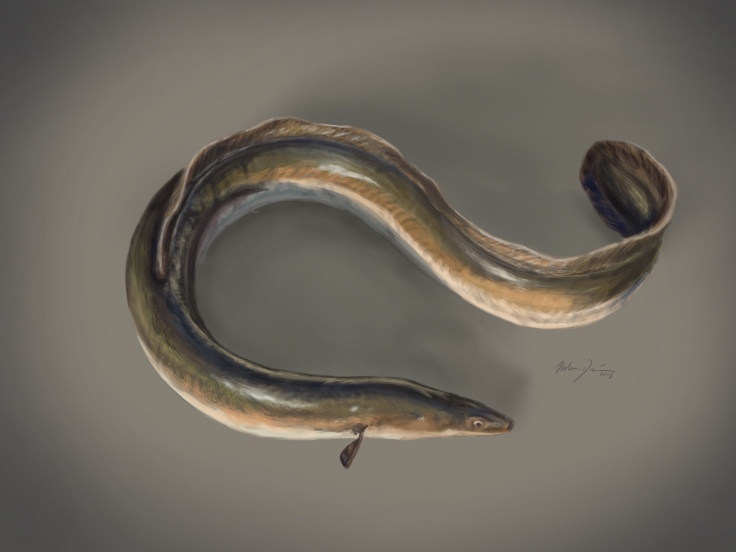 Digital painting of a European eel